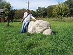 Béka a javából