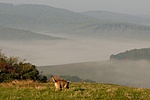 ládásztársunk egy napra... így könnyű volt kiszimatolni a ládát