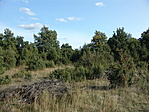 Borókák
