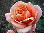 Rózsa