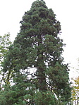 A célpont