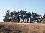 Fenyőcsoport