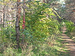 az ösvény