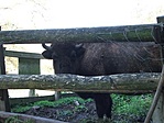 A Bölény