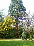 Mammutfenyő