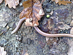 Anguis fragilis