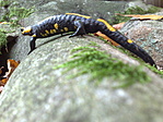 Salamandra salamandra