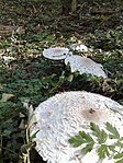 Őzlábaink