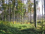 őszi Bakony