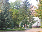 Fenyő