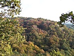 Őszi erdő