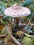 őzlábgomba