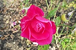 Őszi rózsa - 2