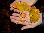 Ginkgo biloba