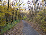 őszi erdő