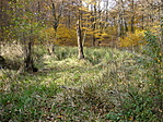 mocsár