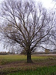 a mező
