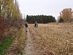 fenyőerdő