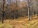 Toldi kapu