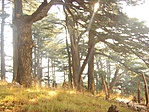 Libanon