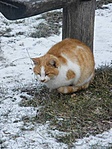 Cicus majdnem odafagyott