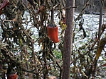 Ebből lesz a jég(paprika)pálinka