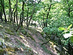 Erdő