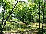 Ligetes