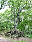 Gyökeres
