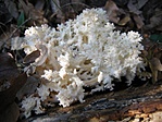 Petrezselyemgomba 2.