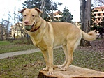 A teniszlabda kutatás már jól megy, ezért mostanában ládákra gyúrok...