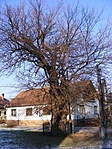 az eperfa