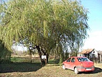 A nagy fűz