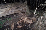 megalapozott (?) gyanú