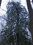 Borostyánfa