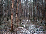 Erdőrészlet