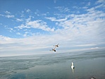 Jég Balaton Madarak