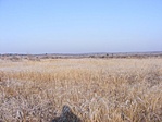 szavanna
