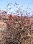 csipkebokor
