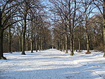 Hársfasor