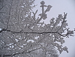 2 cm-es zuzmara