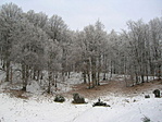 Erdő