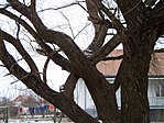 Összenőve