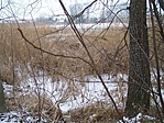 Vizenyő