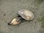 Kagylók