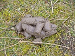 kutya (bagoly?) köpet ..
