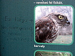 Héja vagy karvaly ?