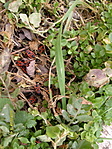 Ők is kirándulnak