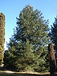 Duglászfenyő