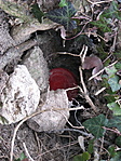 Ládikó